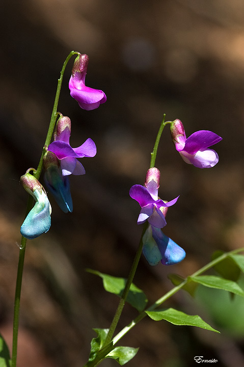 Lathyrus vernus (L.) Bernh.